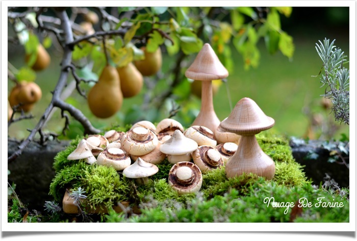 Les champignons qui se prenaient pour des biscuits….